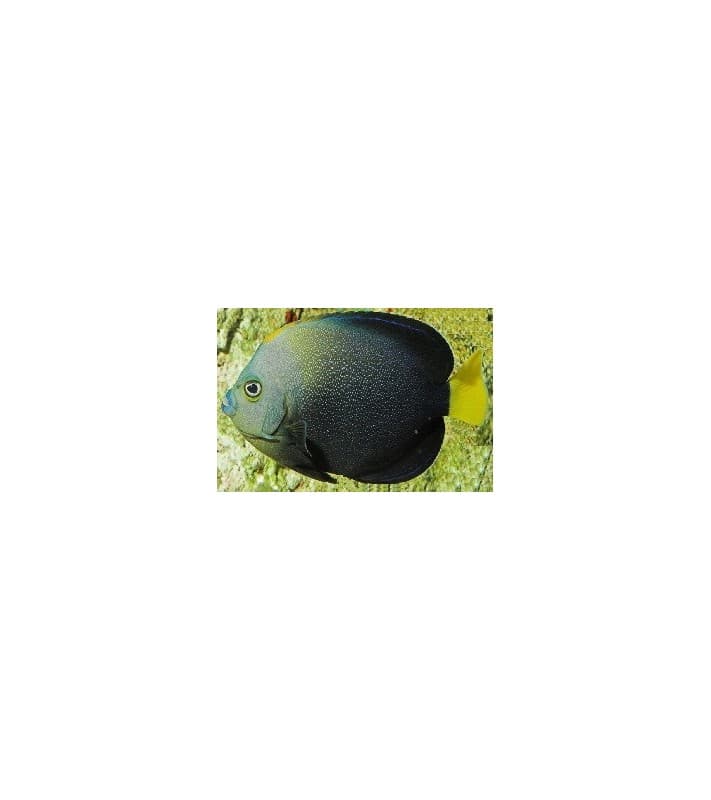Cätodontoplus Caeruleopunctatus