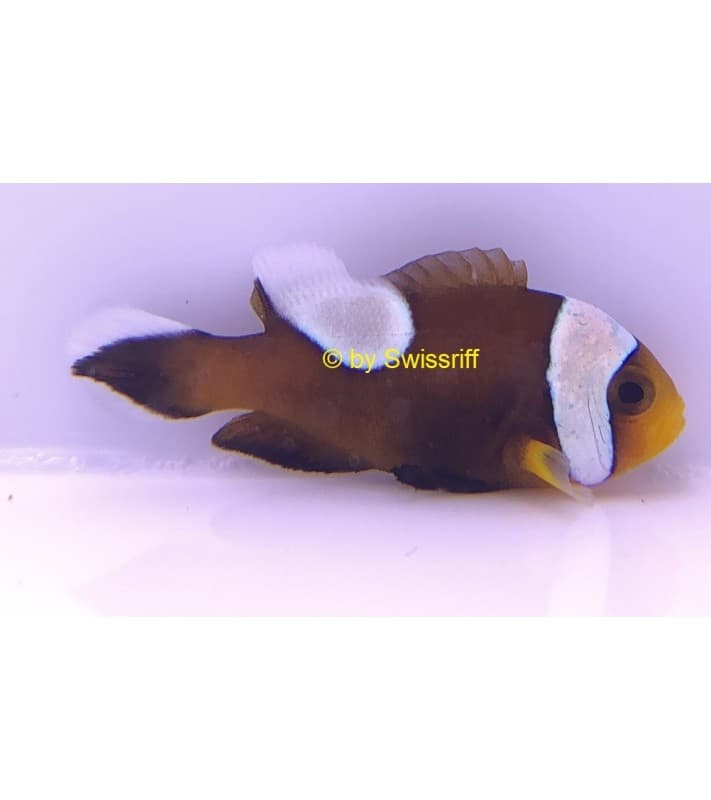 Amphiprion polymnus