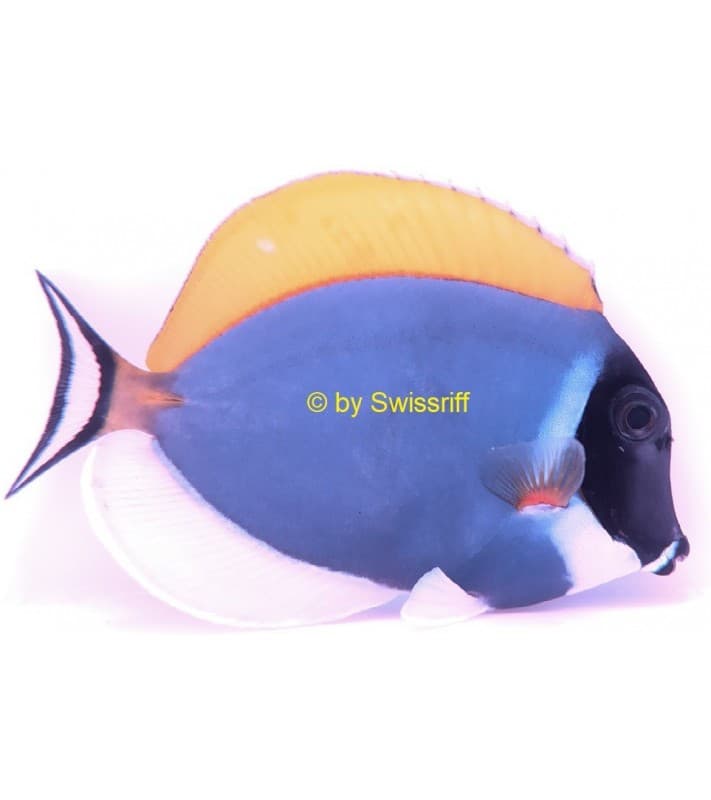 Acanthurus Leucosternon