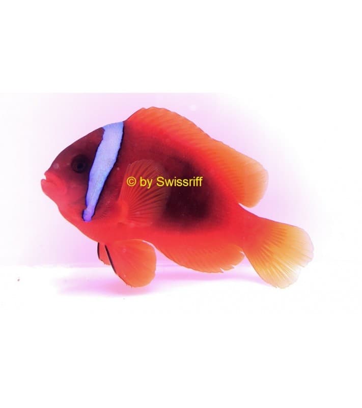 Amphiprion frenatus