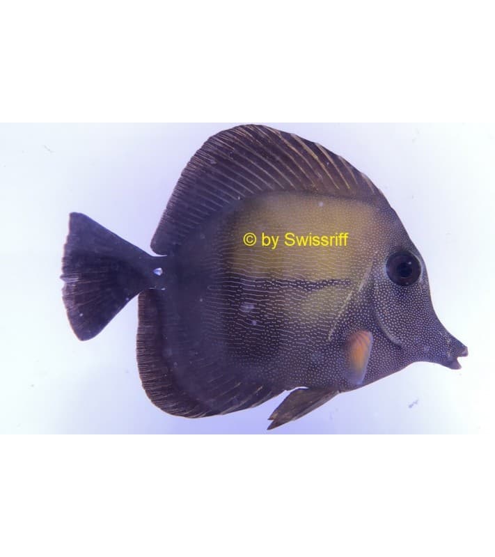 Zebrasoma scopas