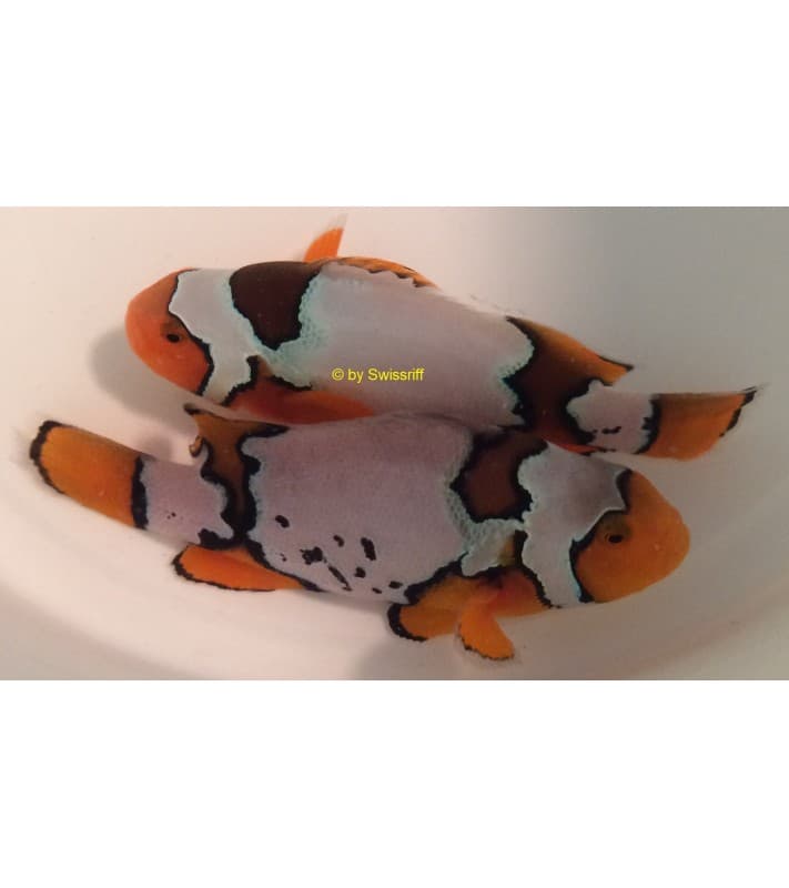 Amphiprion percula bullet hole