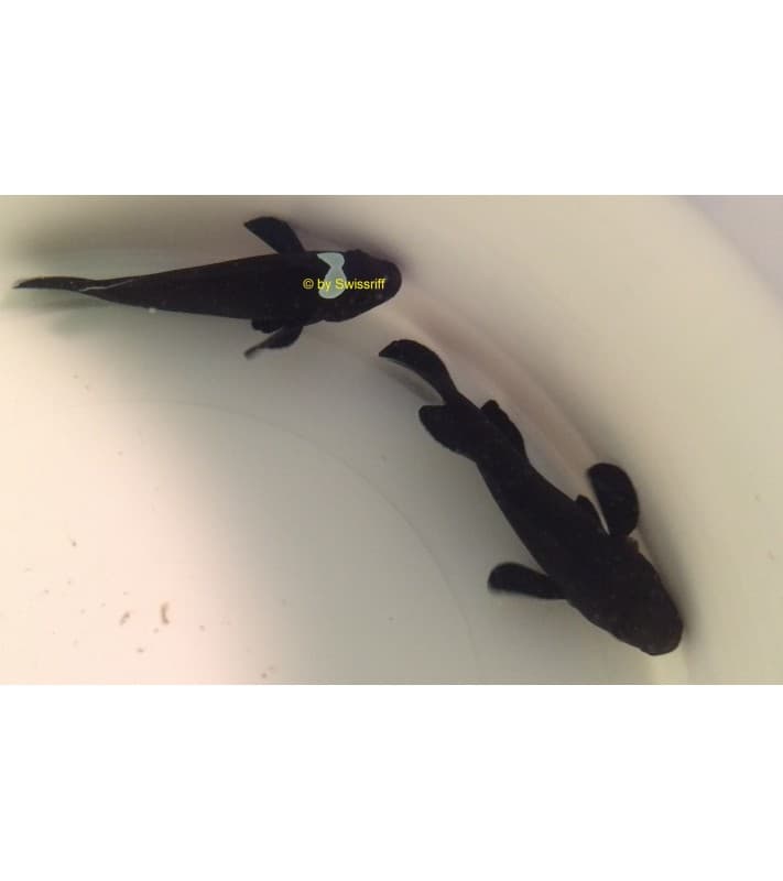 Amphiprion percula p. midnight