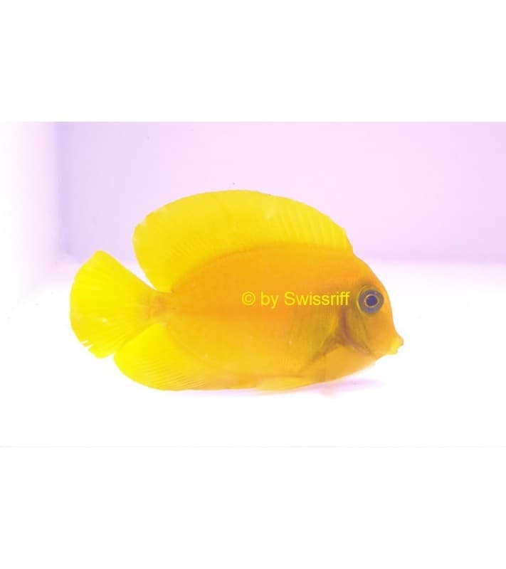 Acanthurus pyroferus
