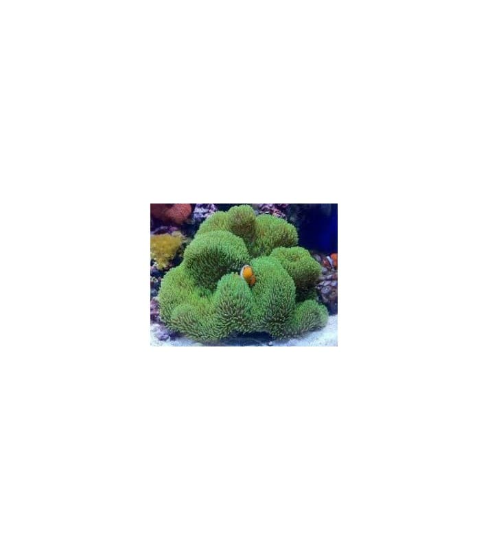 Stichodactyla Gigantea green