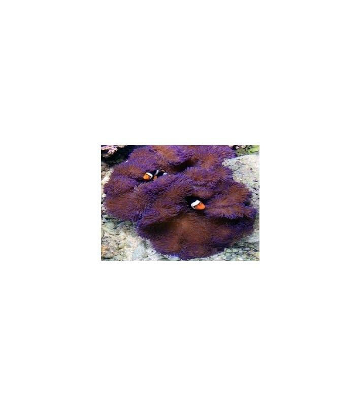 Stichodactyla Gigantea (Purple)