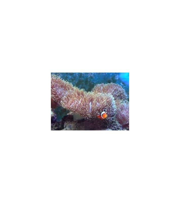 Stichodactyla Mertensii