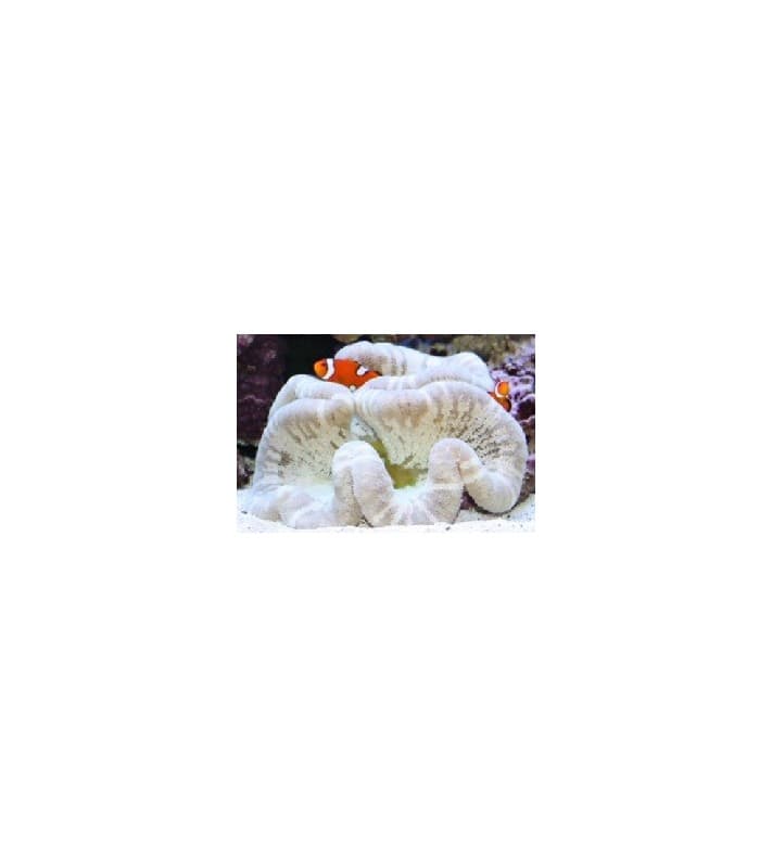 Stichodactyla Haddoni (White)