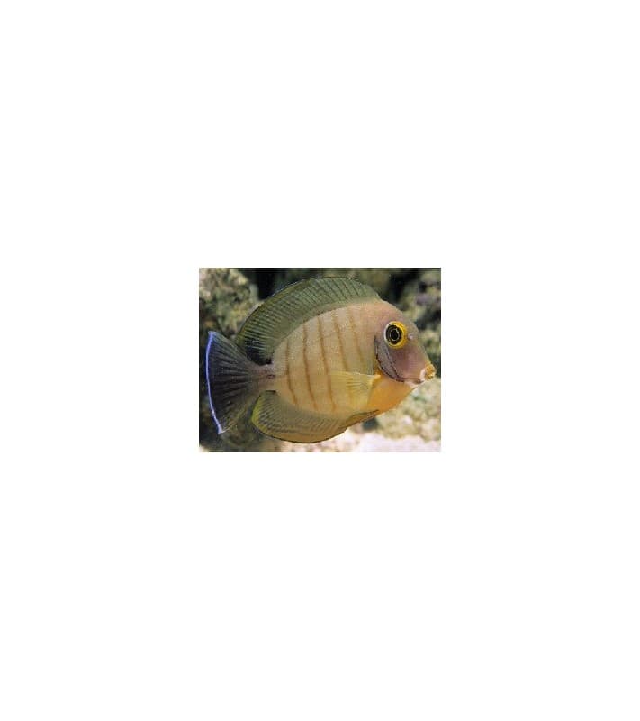 Acanthurus tristis