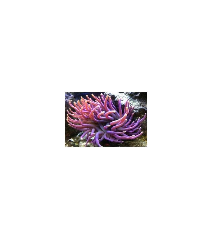 Condylactis Gigantea purple