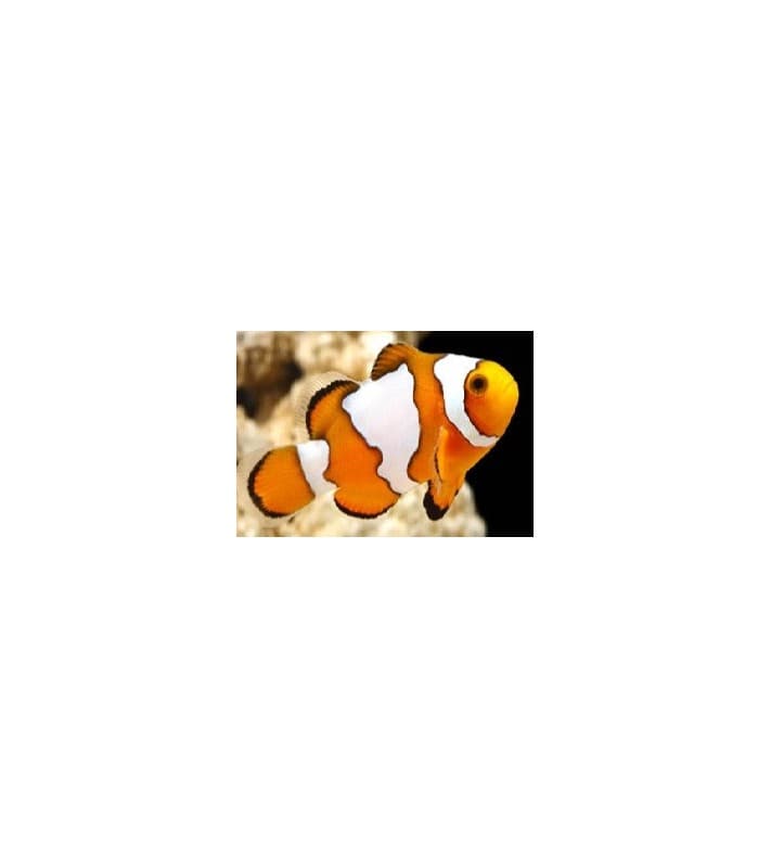Amphiprion ocellaris snowflake