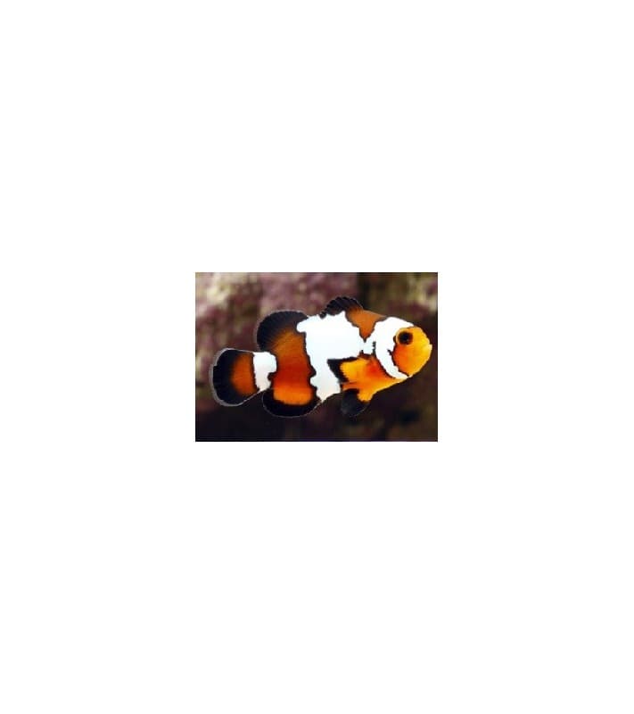 Amphiprion ocellaris P.Black Ice