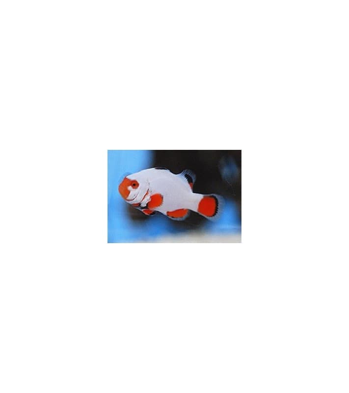 Amphiprion percula Platinum