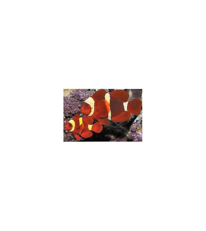 Premnas Biaculeatus Goldstripe