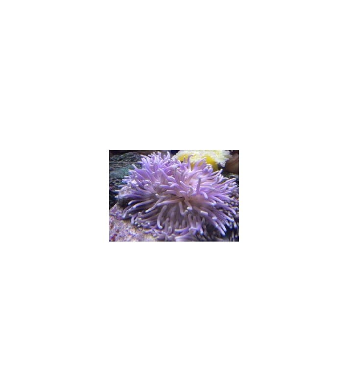 Heteractis malu (Lila)