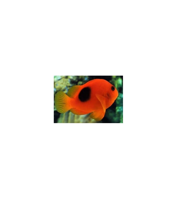 Amphiprion Ephippium