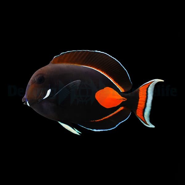 Acanthurus achilles - Achilles - Doktor (Tahiti)