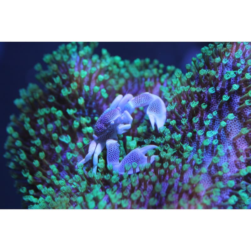 Neopetrolisthes sp.- Crabe Porcelaine