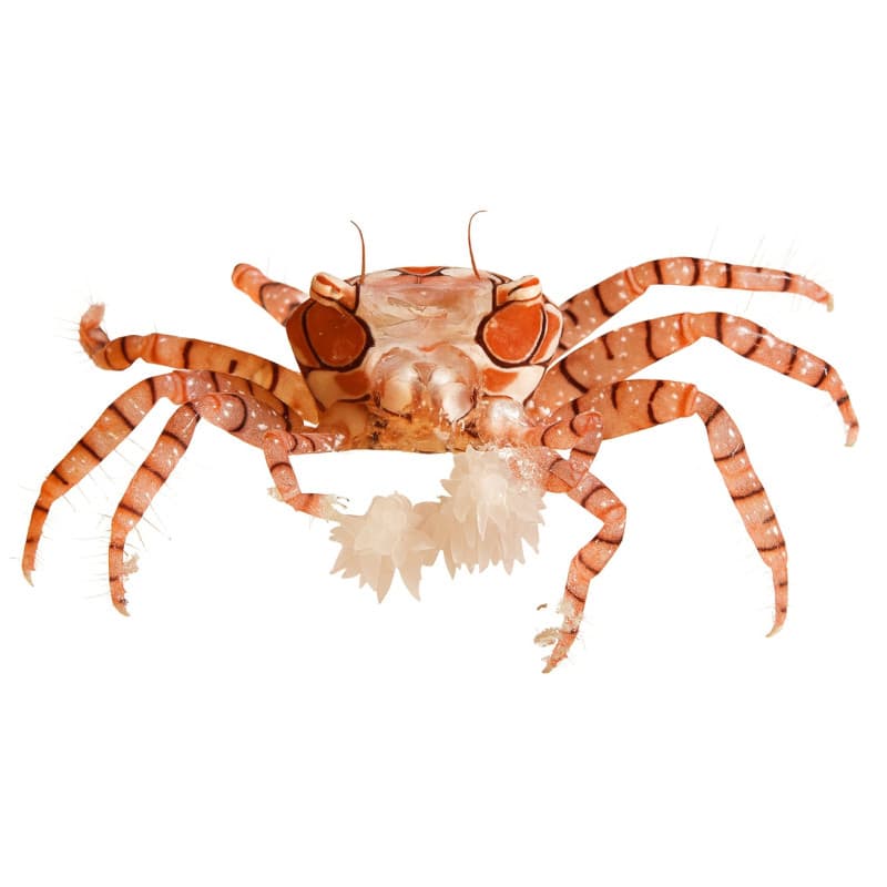 Lybia tesselata- Crabe boxeur
