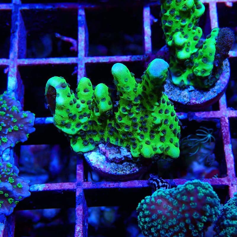 Montipora digitata CB Incredible Hulk