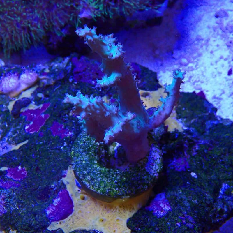 Sinularia sp. Green