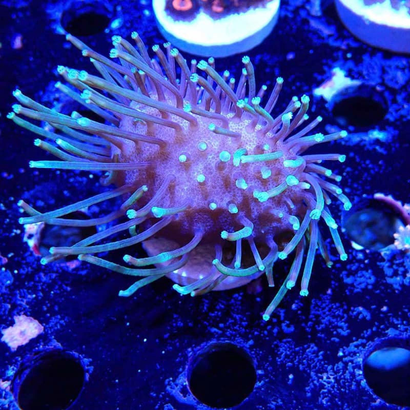 Sarcophyton Yellow sp.