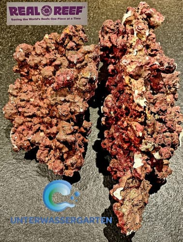 Real Reef Rocks