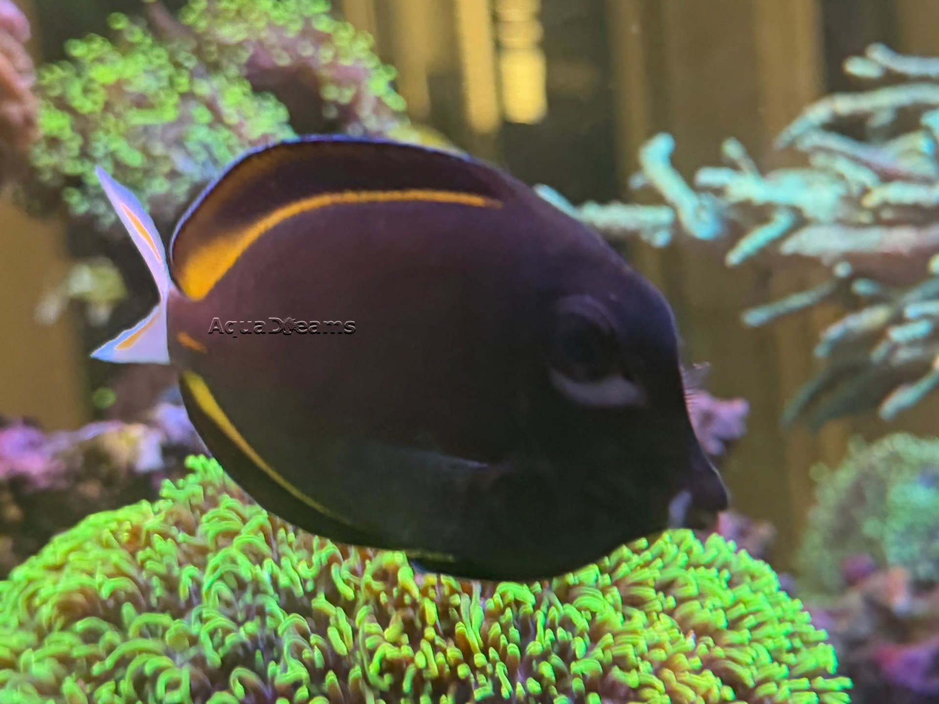 Acanthurus nigricans / Samtdoctor (S)