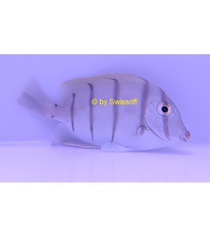 Acanthurus triostegus