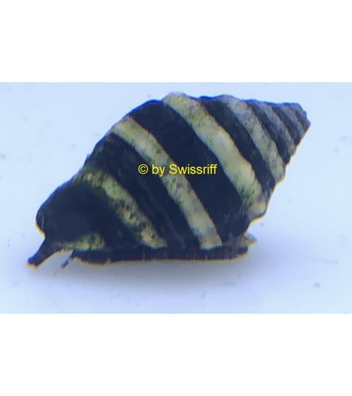 Pusiostoma engina mendicaria