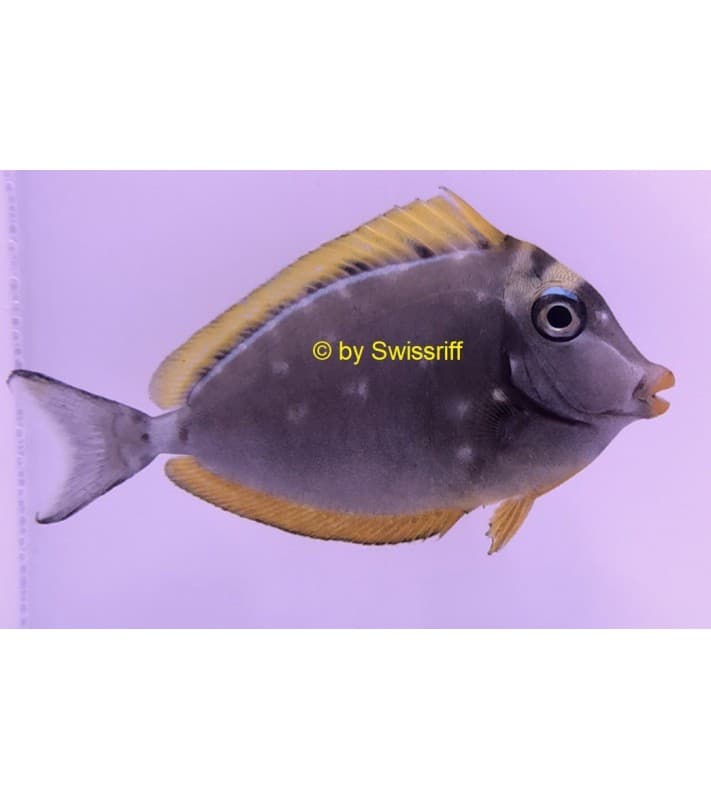 Naso elegans