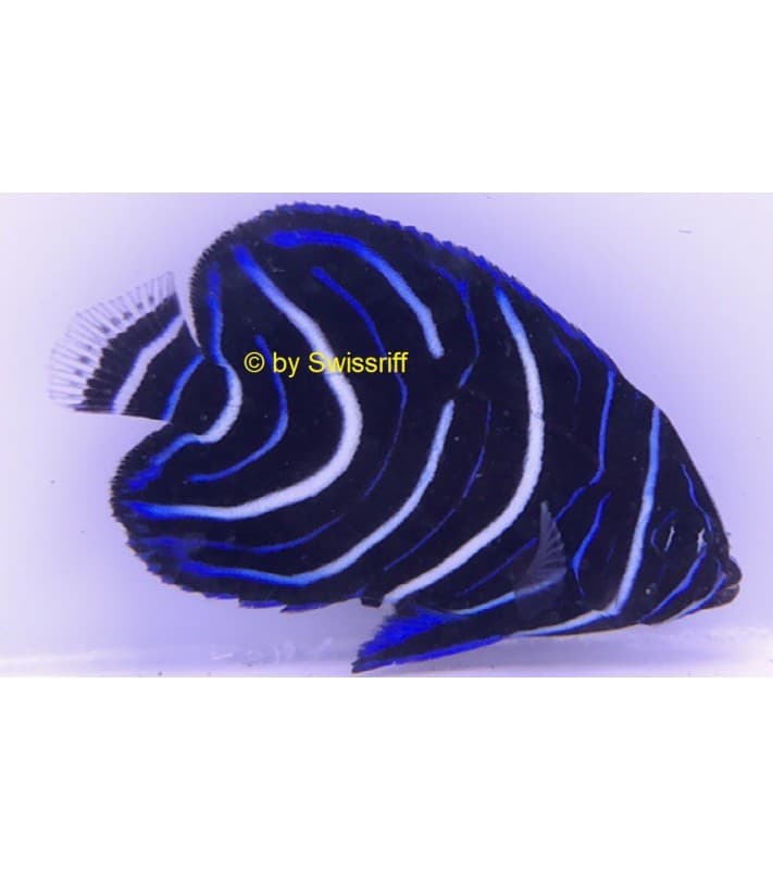 Pomacanthus semicirculatus