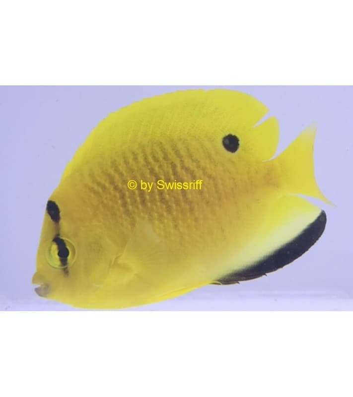 Apolemichthys trimaculatus