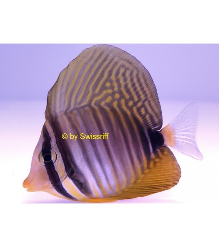 Zebrasoma desjardinii