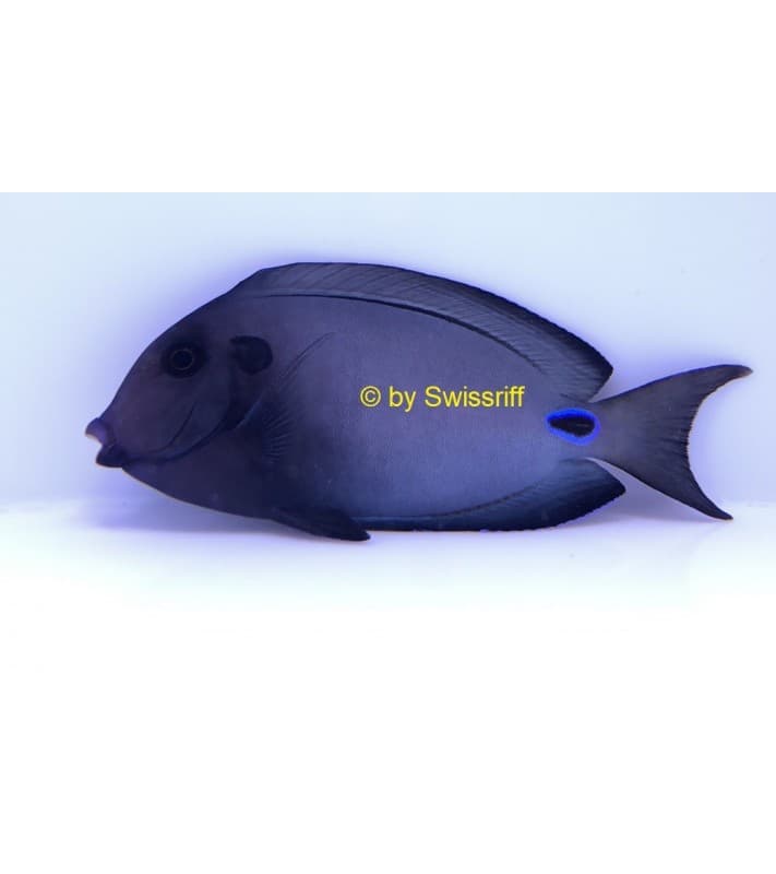 Acanthurus tennenti