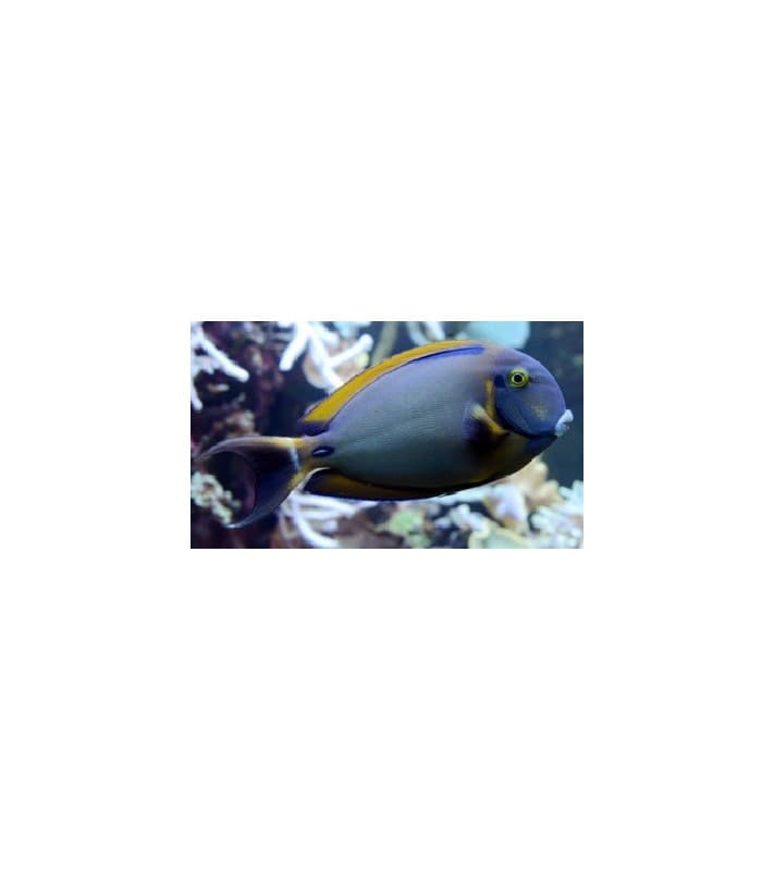 Acanthurus bariene