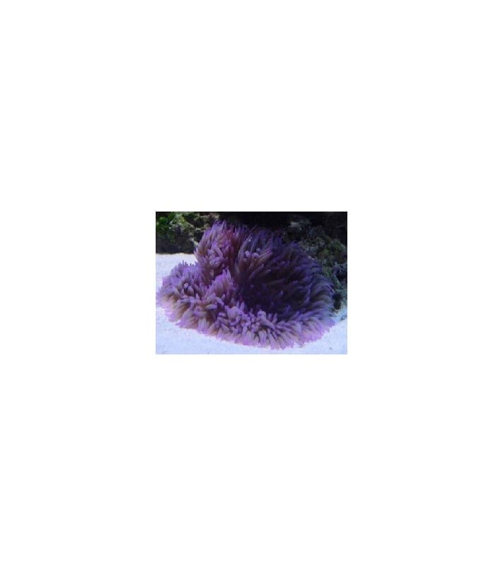 Heteractis crispa (Purple)