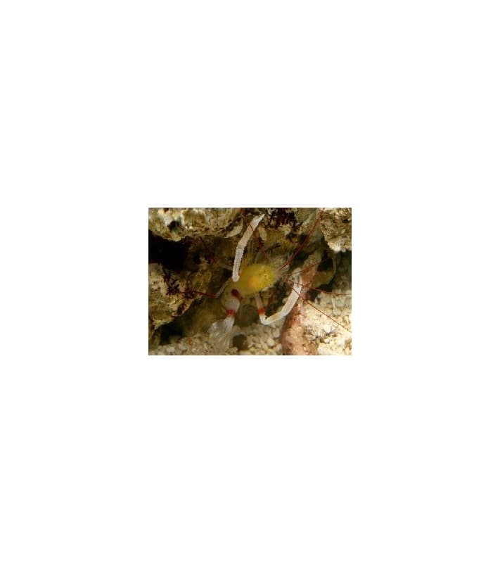 Stenopus Zanzibaricus