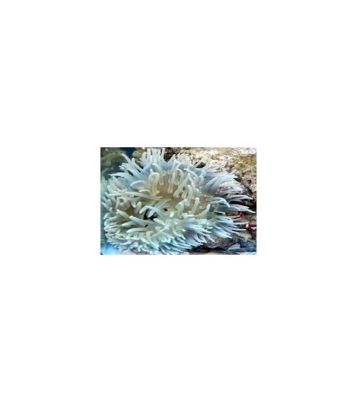 Macrodactyla Doreensis (Yellow)