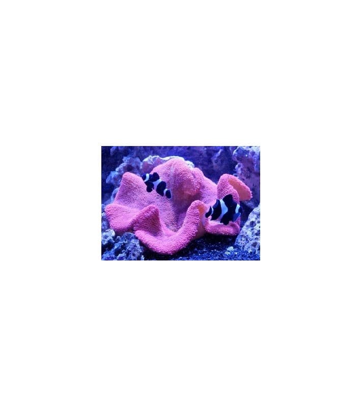 Stichodactyla Haddoni (Pink)