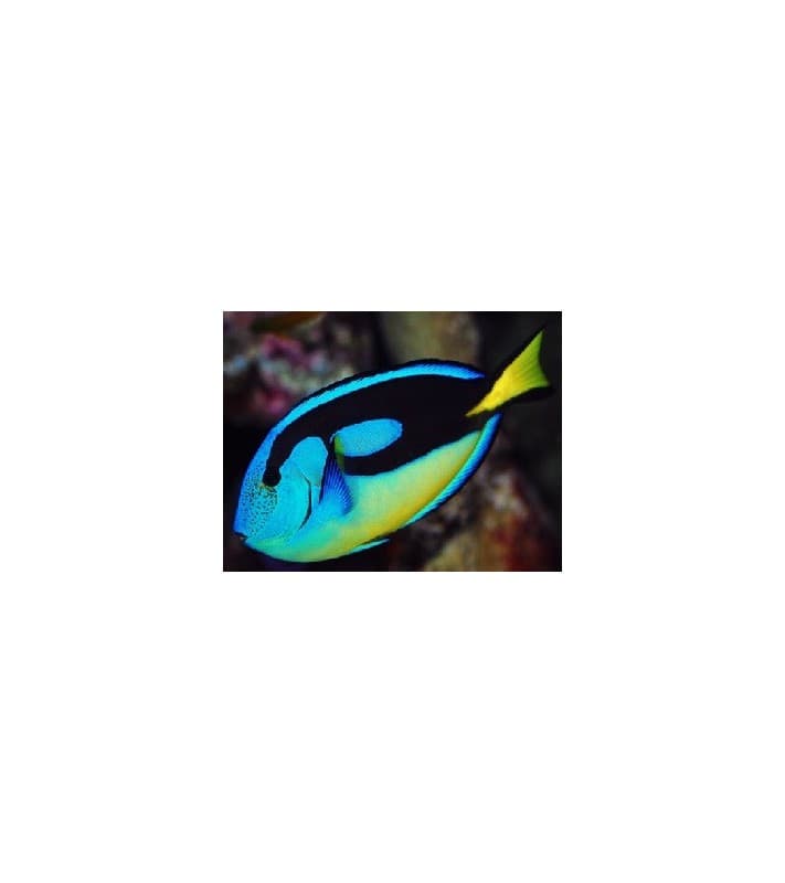 Acanthurus Hepatus (Yellow)