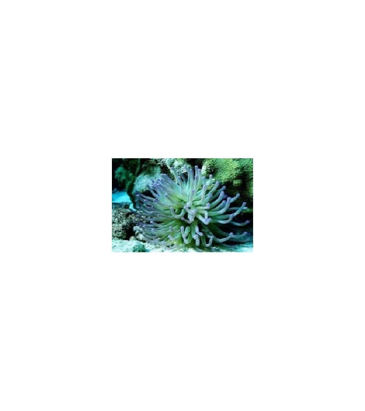 Condylactis Gigantea green