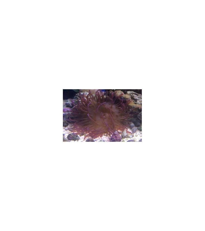Heteractis malu (Violet)