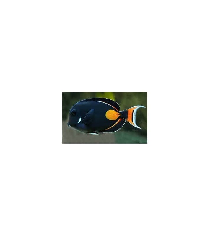 Acanthurus achilles
