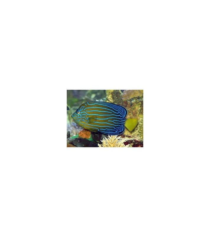 Chaetodontoplus septentrionalis