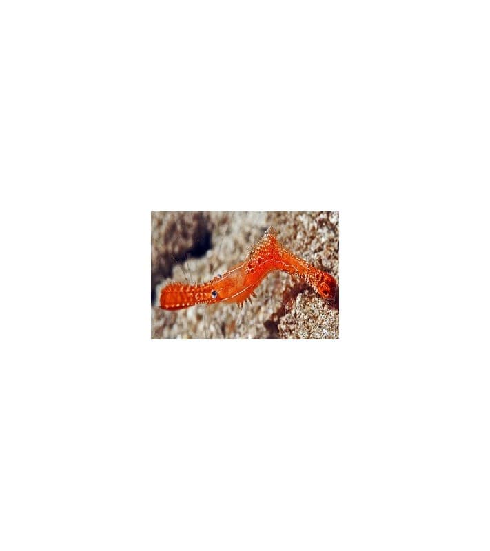 Leander plumosus