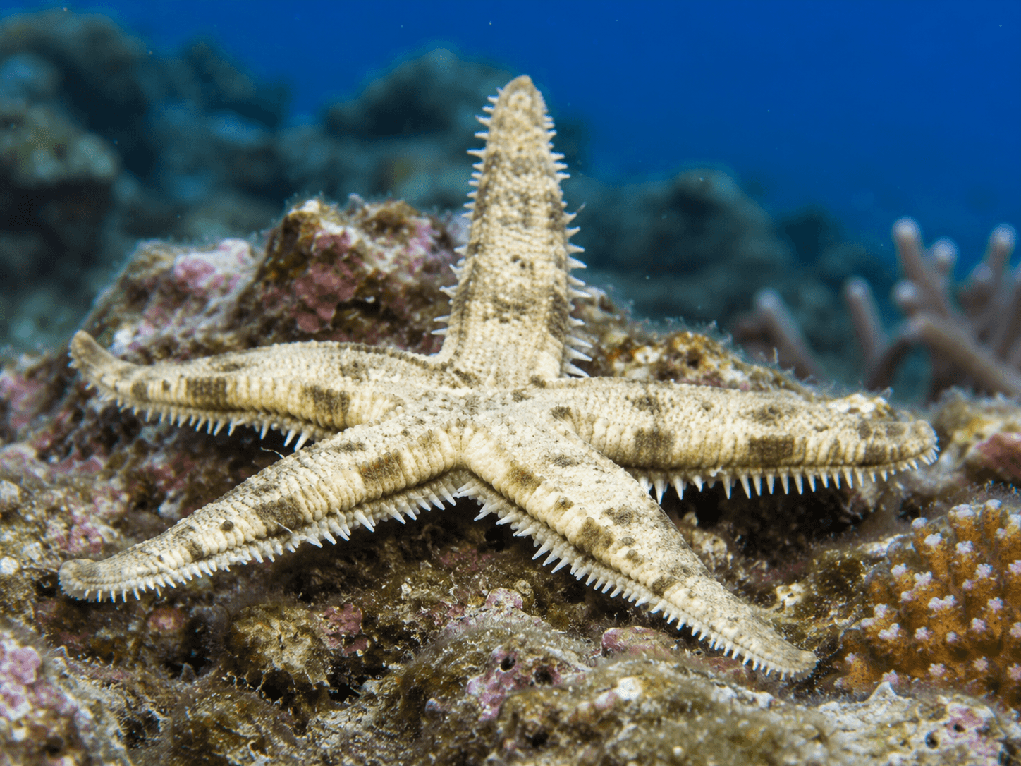 Archaster angulatus Grabender Seestern