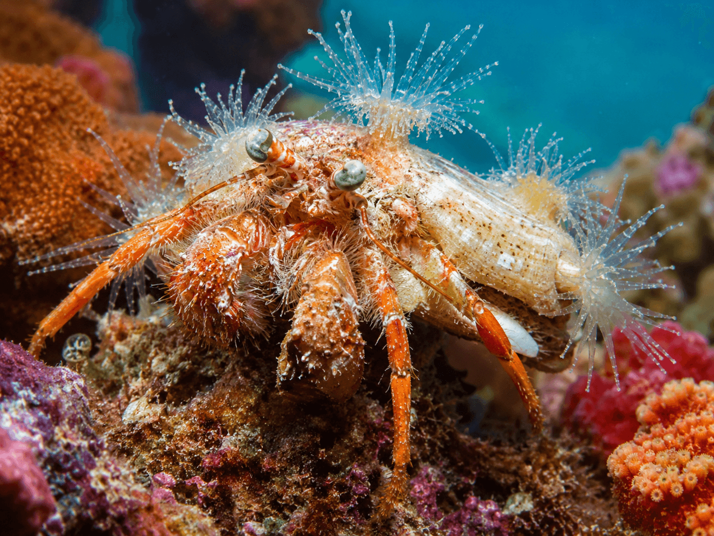 Dardanus pedunculatus Anemonen-Einsiedlerkrebs