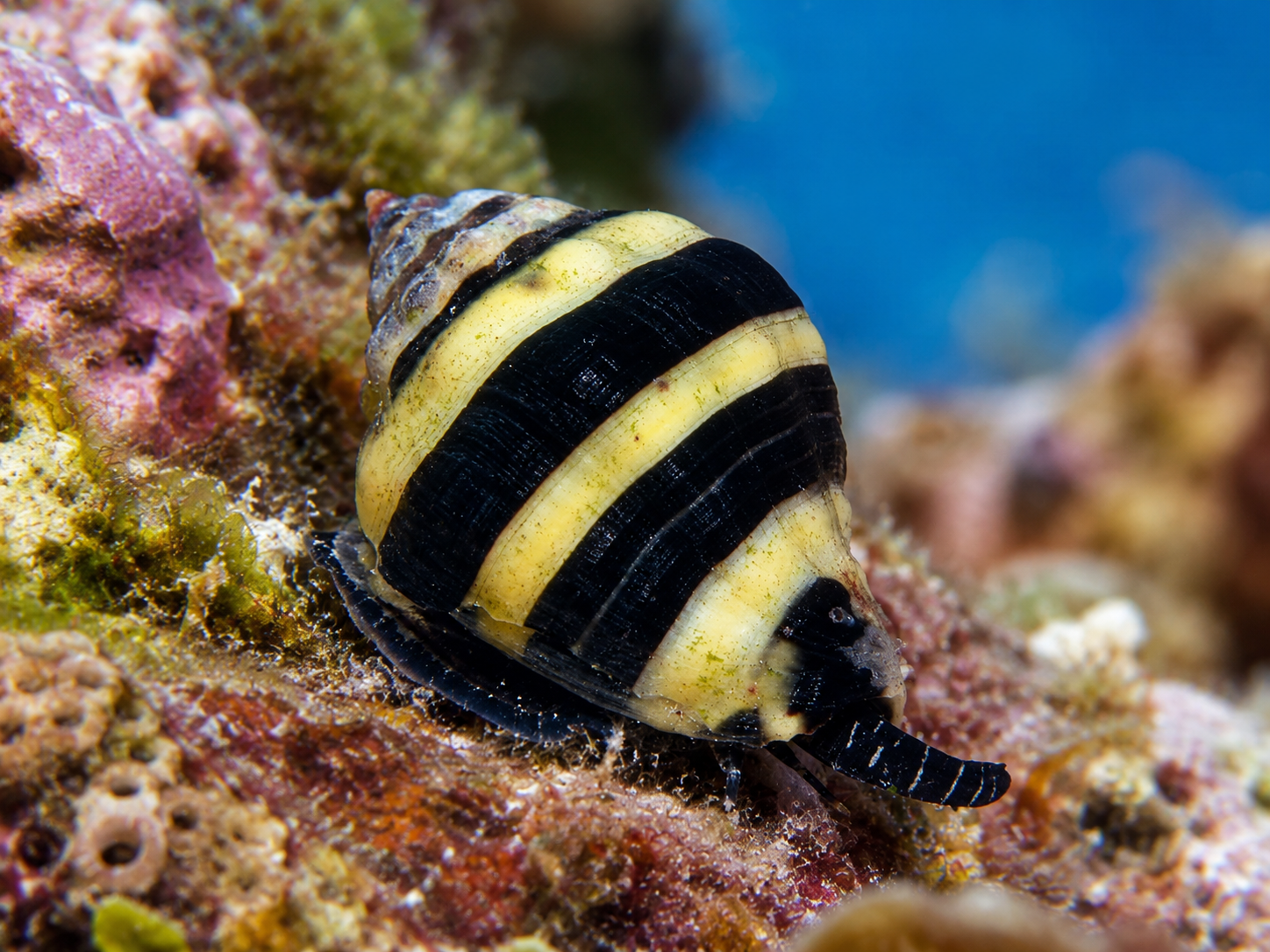 Engina mendicaria Hummelschnecke