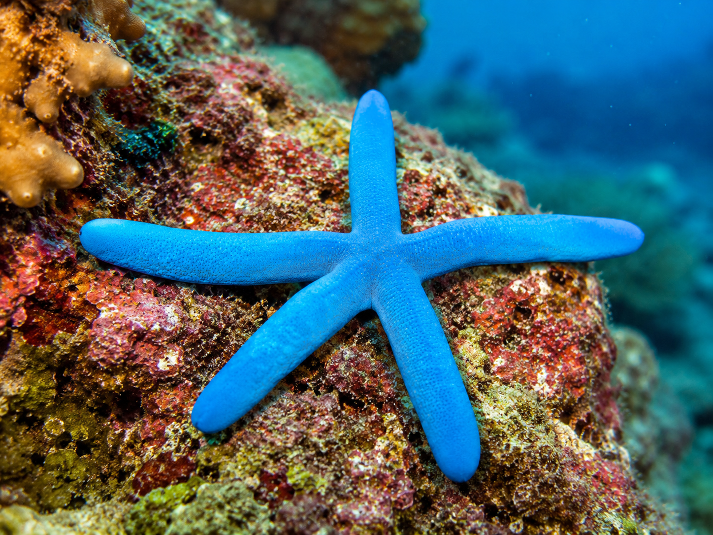 Linckia laevigata Blauer Seestern